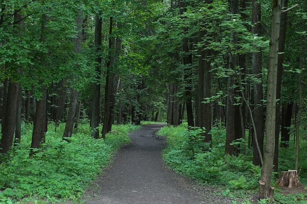 Der Fußweg führt an einem Sommertag in die Tiefen des Parks, umgeben von Bäumen mit grünem Laub.