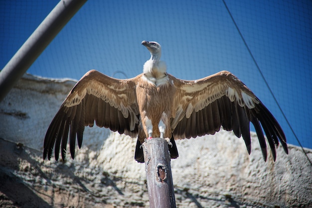 Der Gänsegeier (Gyps fulvus) ist eine große Geierrasse der Alten Welt im ZOO