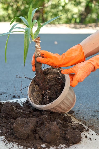 Der Gärtner ersetzt Yuccas selbstgemachte Blume in einem Topf