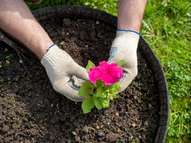 Der Gärtner hält eine leuchtende Blume in den Händen und pflanzt sie in den vorbereiteten Boden. Handschuhe an den Händen, Draufsicht, flach. Landwirtschaft