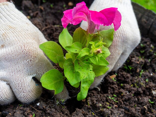 Der Gärtner hält eine leuchtende Blume in den Händen und pflanzt sie in den vorbereiteten Boden. Handschuhe an den Händen, Seitenansicht. Landwirtschaft