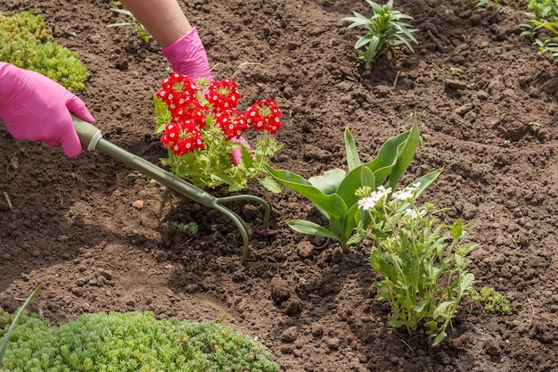 Der Gärtner pflanzt rote Eisenkrautblumen mit einem Rechen in einem Gartenbeet Organisation von Blumenbeeten