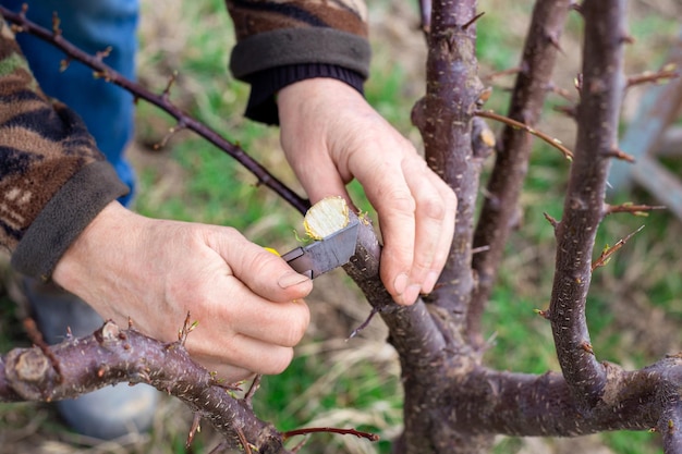 Der Gärtner schärft den Schnitt des Obstbaums mit einer Messerklinge für die Spaltveredelung Anbau eines Obstgartens