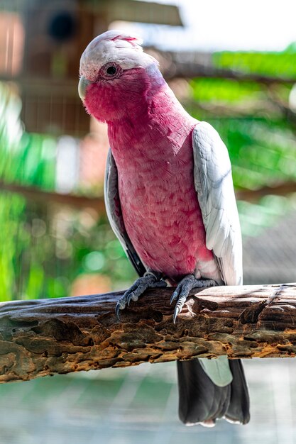 Der Galah (Eolophus roseicapilla), auch Rosa und Grau genannt, ist einer der häufigsten und am weitesten verbreiteten Kakadus.