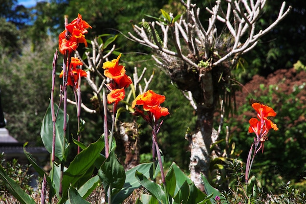 Der Garten auf der Insel Bali, Indonesien