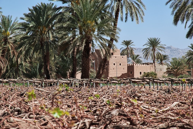 Der Garten im arabischen Dorf in der Nähe von Najran in der Region Asir in Saudi-Arabien