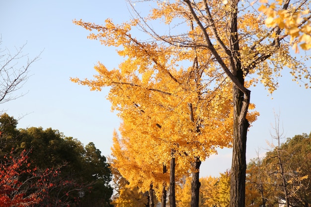 Der Garten in Osaka Park in Japan