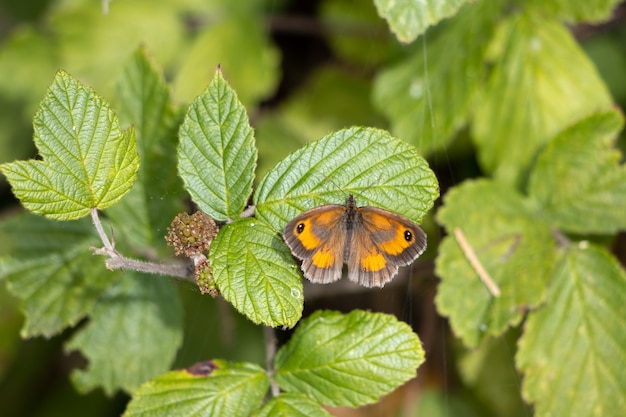 Der Gatekeeper oder Hedge Brown (Pyronia Tithonus) Schmetterling ruht auf einem Blatt