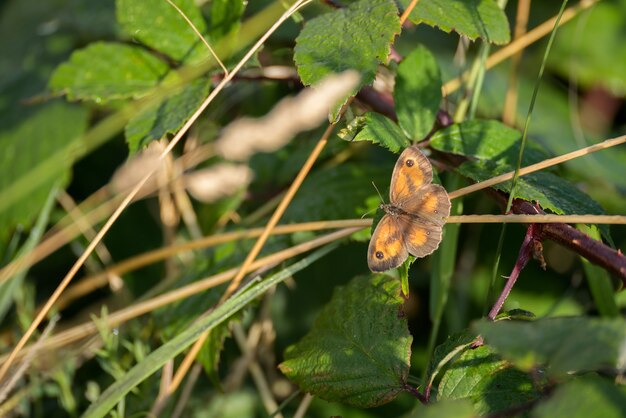 Der Gatekeeper oder Hedge Brown (Pyronia Tithonus) Schmetterling ruht auf einem Stiel