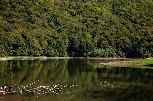 Der gefallene Baum liegt im Wasser. Biogradsko See im Nationalpark Biogradska Gora (Monte