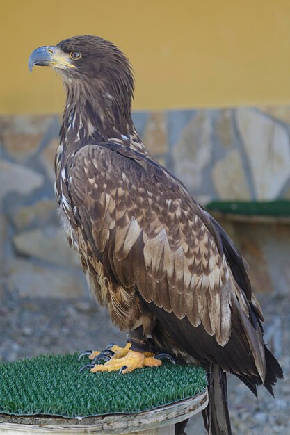 Foto der gefangene weißschwanzadler haliaeetus albicilla sitzt auf einem künstlichen gastwirt