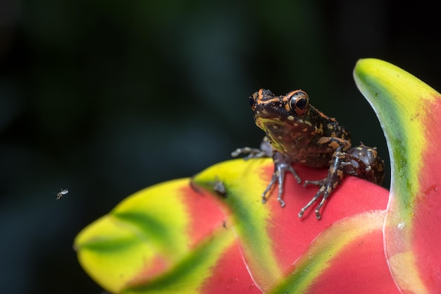 Der gefleckte Dampffrosch thront auf einer Blume