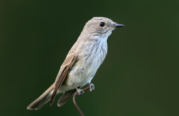 Der gefleckte Fliegenfänger (Muscicapa striata) sitzt hautnah auf dem Zaun