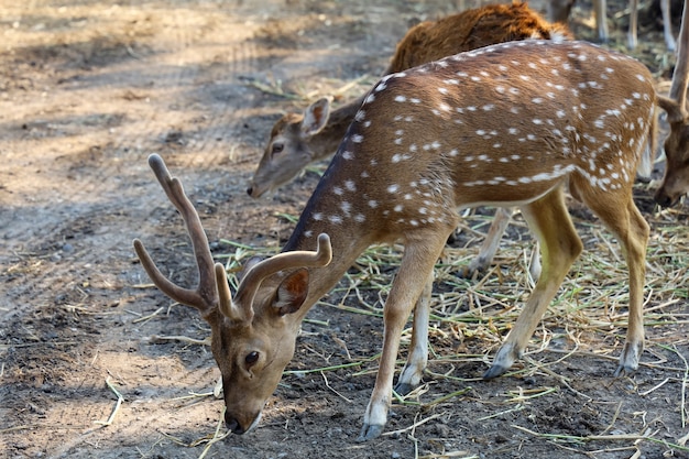 Der gefleckte Hirsch frisst Gras im Garten