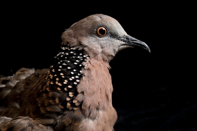 Der gefleckte Taubenvogel isoliert