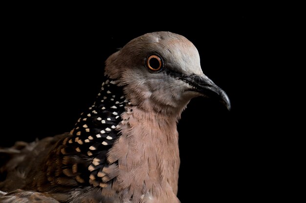 Der gefleckte Taubenvogel isoliert