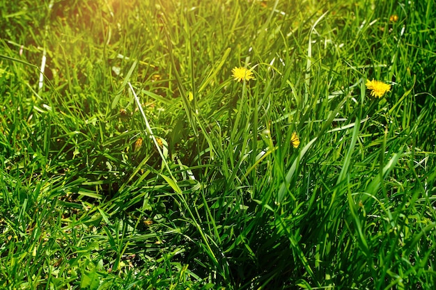 Der gelb blühende Löwenzahn in einem grünen Rasen