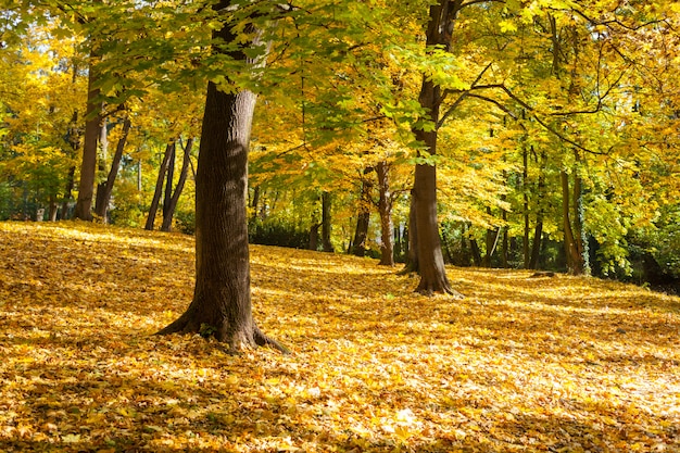 Der gelbe Herbst auf einer Gasse im Stadtpark