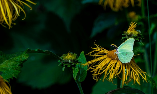 Der gelbe Schmetterling Gonepteryx rhamni sammelt Nektar von einer großen gelben Elecampane-Blume