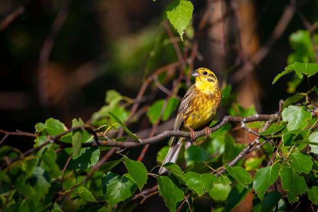 Der Gelbhammer Emberiza citrinella ist ein Singvogel