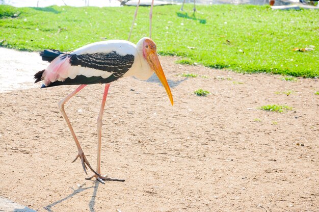 Der gemalte Storch