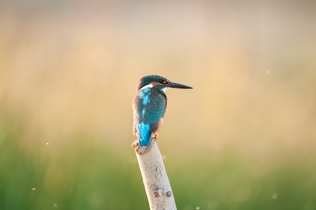 Der gemeine Eisvogel Alcedo attis sitzt auf einem Stock.