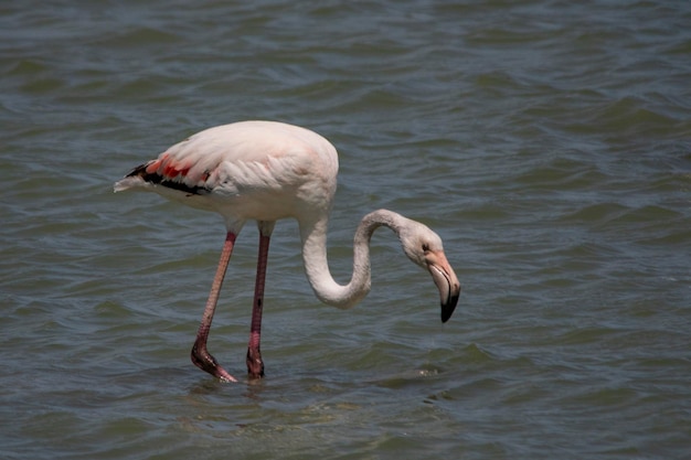 Der gemeine Flamingo ist eine Art phoenicopteriformer Vogel aus der Familie der Phoenicopteridae