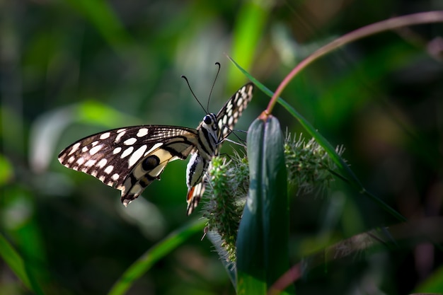 Der gemeine Kalk-Schmetterling