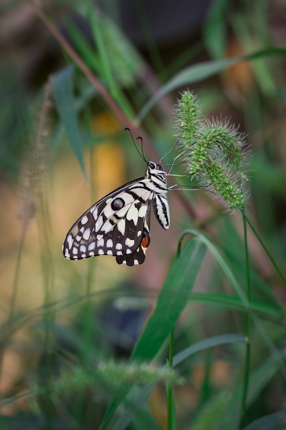 Der gemeine Kalk-Schmetterling