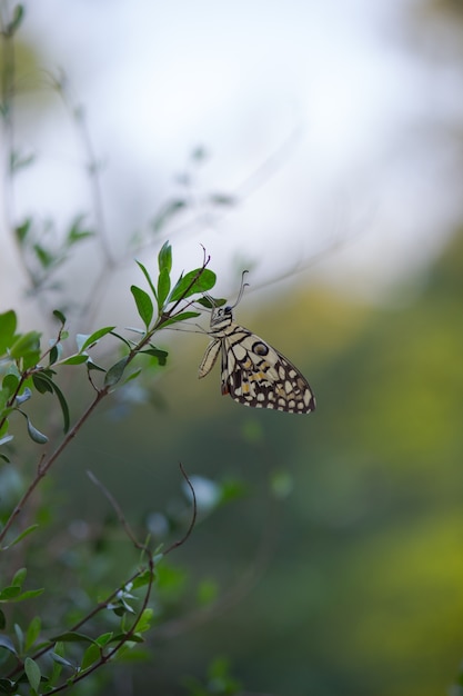 Der gemeine Kalkschmetterling