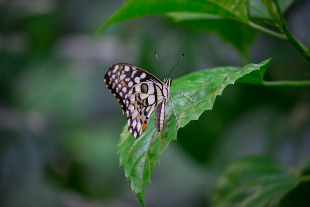 Der gemeine Kalkschmetterling