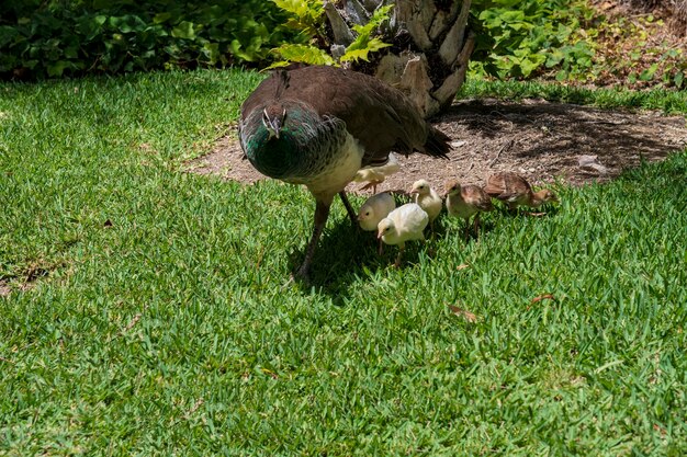 Der Gemeine Pfau ist eine Art von Hühnervögeln aus der Familie der Phasianidae.