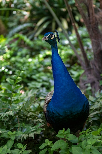 Der Gemeine Pfau ist eine Art von Hühnervögeln aus der Familie der Phasianidae.