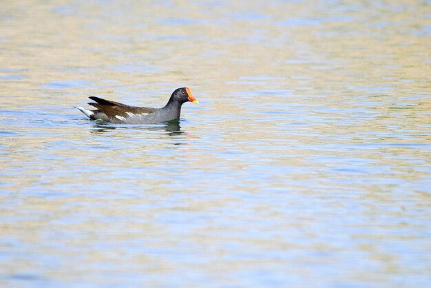 Der gemeine Rotbarsch oder Teichhuhn ist eine Vogelart aus der Familie der Rallidae.