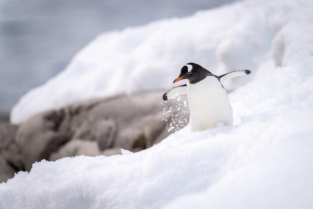 Der Gentoo-Pinguin rutscht in der Nähe von Felsen auf dem Schnee aus