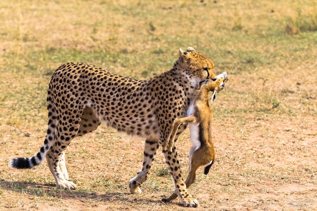 Der Gepard fing den Impala Ostostafrika