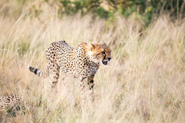 Der Gepard geht im hohen Gras der Savanne auf der Suche nach etwas zu essen