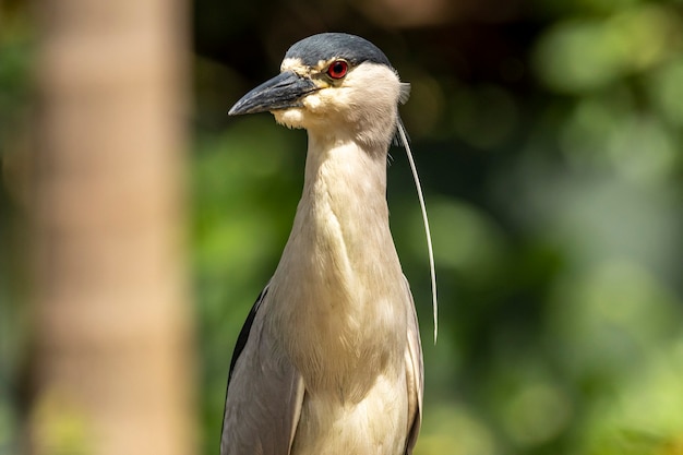 Der gestreifte Reiher (Butorides striata), auch bekannt als Mangrovenreiher, kleiner Reiher oder grüner Rücken, ist klein, etwa 44 cm groß