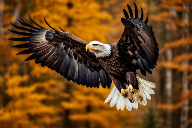 Der Glatze Adler fliegt mit ausgebreiteten Flügeln durch die Luft