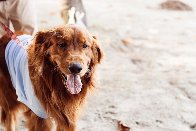 Der Golden Retriever im Urlaub am Meer