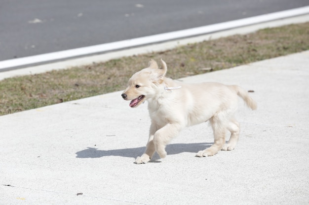 Der Golden Retriever ist eine Hunderasse vom Retrievertyp, die aus Großbritannien stammt