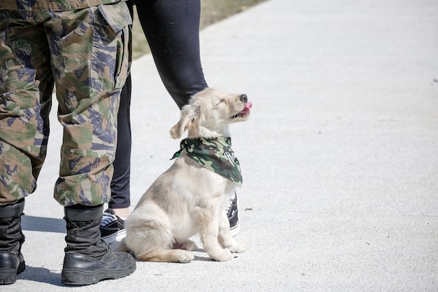 Der Golden Retriever ist eine Hunderasse vom Retrievertyp, die aus Großbritannien stammt