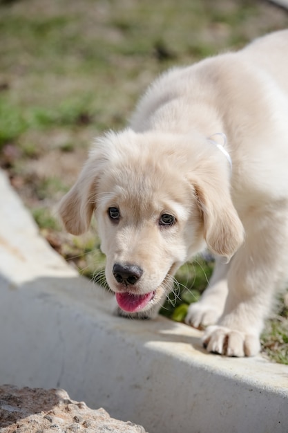 Der Golden Retriever ist eine Hunderasse vom Retrievertyp, die aus Großbritannien stammt