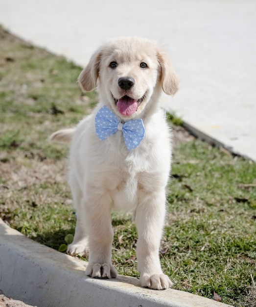 Der Golden Retriever ist eine Hunderasse vom Retrievertyp, die aus Großbritannien stammt