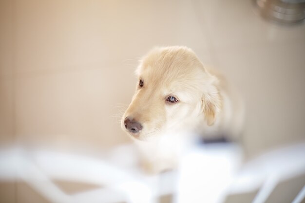 Der Golden Retriever ist eine Hunderasse vom Retrievertyp, die aus Großbritannien stammt