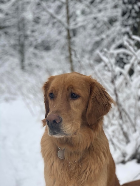 Der Golden Retriever sitzt in einem verschneiten Wald und sieht sich an einem sonnigen Wintertag im Schnee um