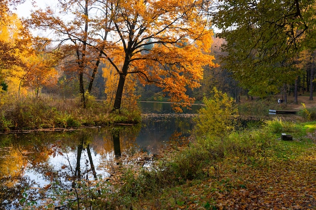 Der goldene Herbst im Wald am See