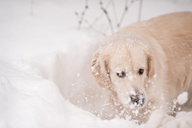 Foto der goldene retriever freut sich im winter 4496