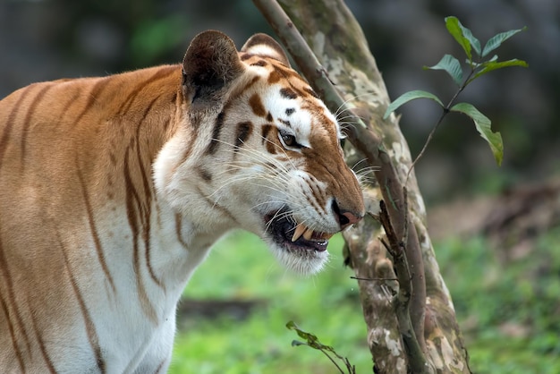 Der goldene Tiger in ihrer Umgebung