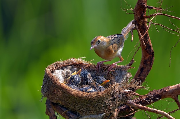 Der goldköpfige Cisticola-Vogel bringt Futter für sein Küken